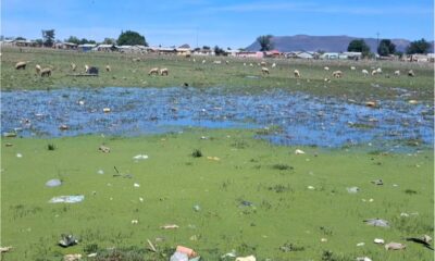 Mlungisi Cemetery in Dire State: Visitors Shocked by Neglect and Contamination