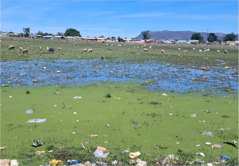 Mlungisi Cemetery in Dire State: Visitors Shocked by Neglect and Contamination
