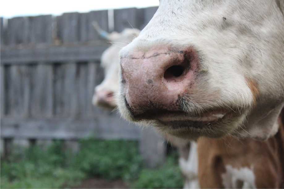 Foot and Mouth Disease (FMD) Alert: MEC Kontsiwe Visits Affected Areas