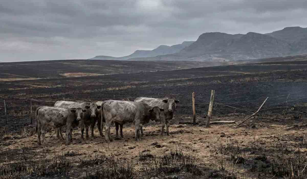 DA Warns of Feed Crisis After Fires and Drought in Eastern Cape
