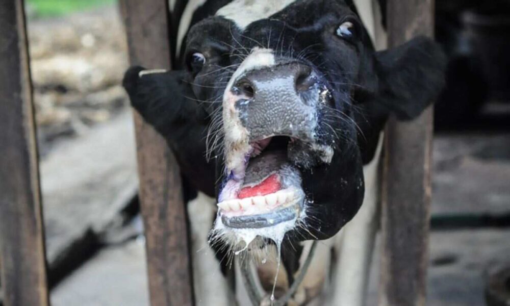 Eastern Cape Allocates R55 Million to Fight Foot-and-Mouth Disease