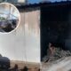 Tragic Blaze Claims Life in Komani Skwata Camp