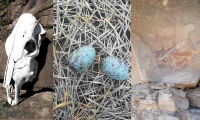 Echoes of Nature: Tylden Farmer Showcases Eastern Cape Wildlife