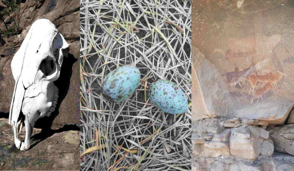 Echoes of Nature: Tylden Farmer Showcases Eastern Cape Wildlife