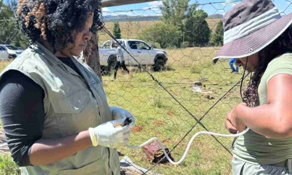 Nearly 1,000 Cattle Vaccinated in Walter Sisulu FMD Prevention Drive