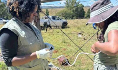 Nearly 1,000 Cattle Vaccinated in Walter Sisulu FMD Prevention Drive