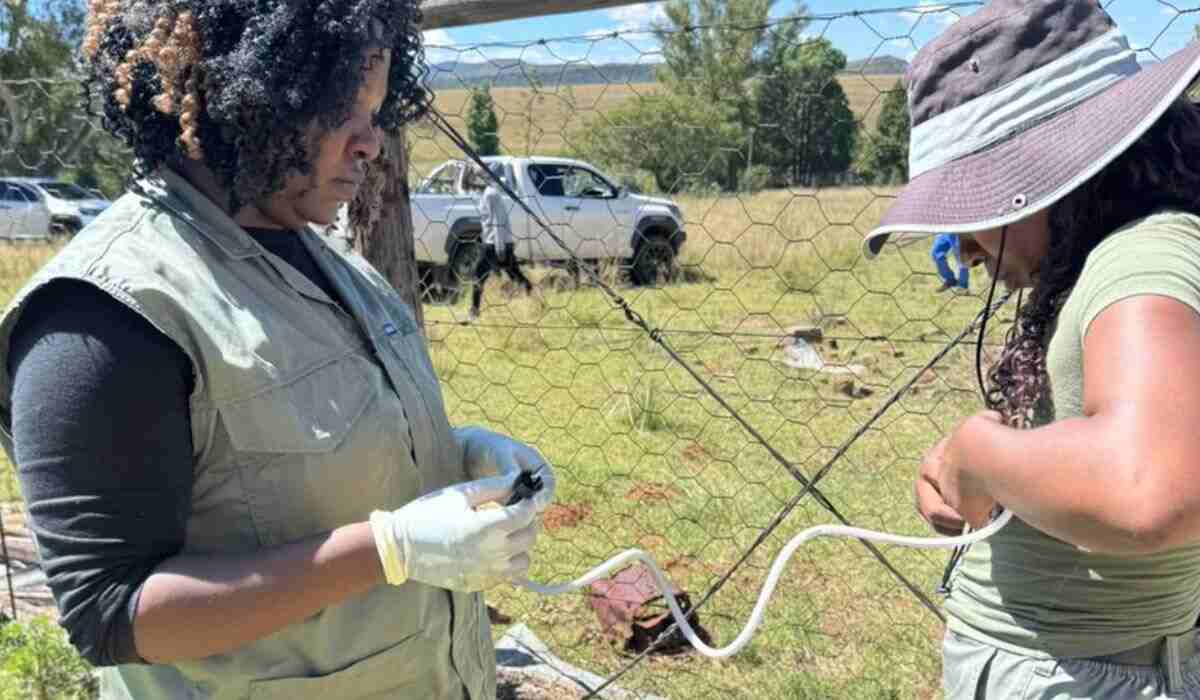 Nearly 1,000 Cattle Vaccinated in Walter Sisulu FMD Prevention Drive