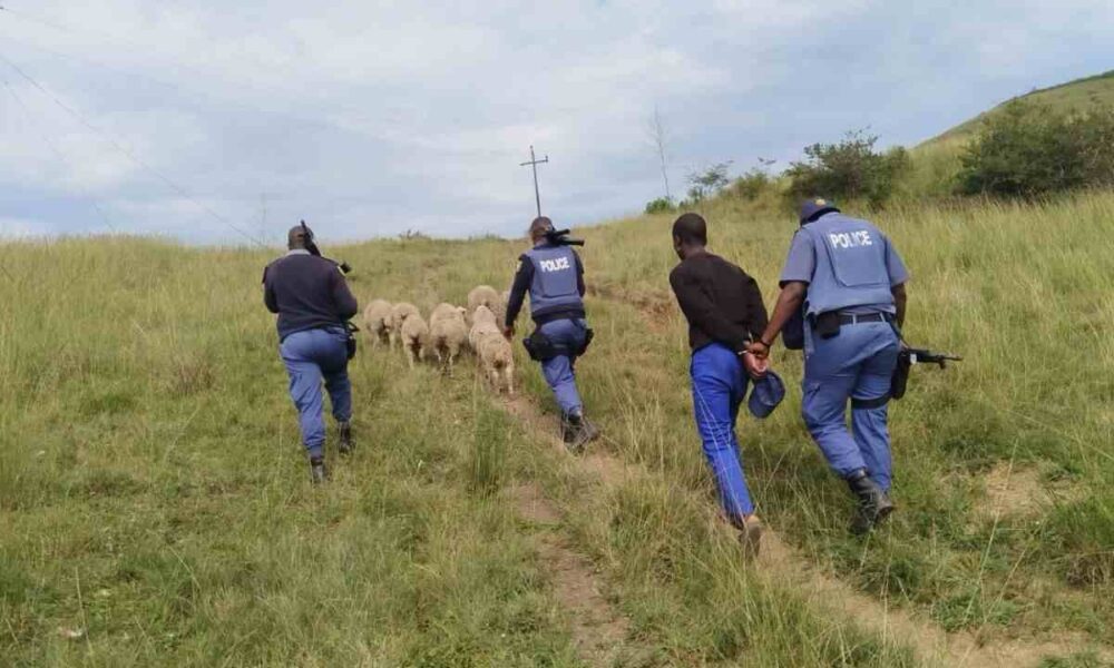 Police Recover Dozens of Livestock in OR Tambo Operations