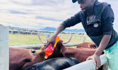 Annual livestock vaccination programme reaches Brakklof farmers