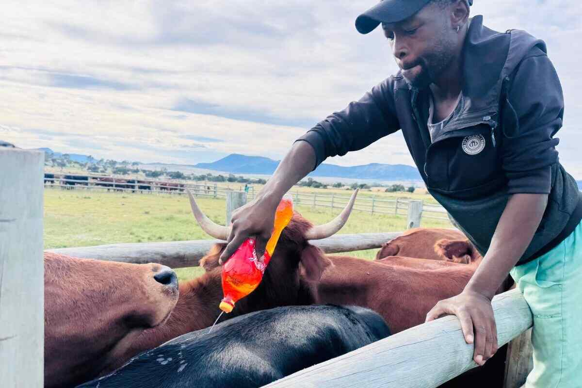 Annual livestock vaccination programme reaches Brakklof farmers