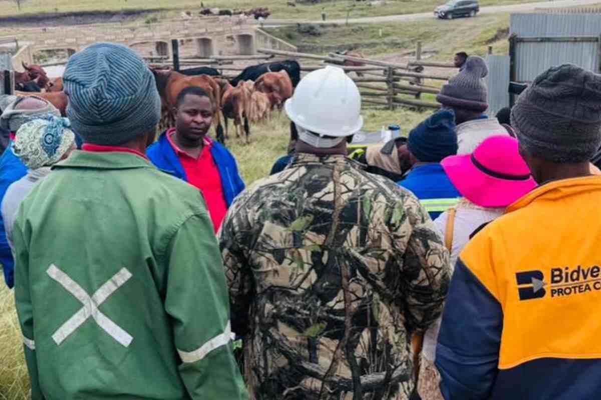 Eastern Cape farmers turn out for urgent FMD vaccination drive